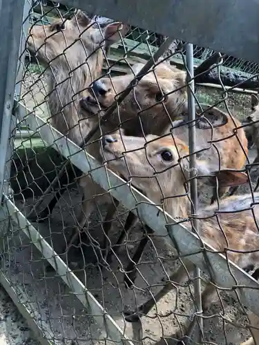 鹿島神宮の動物