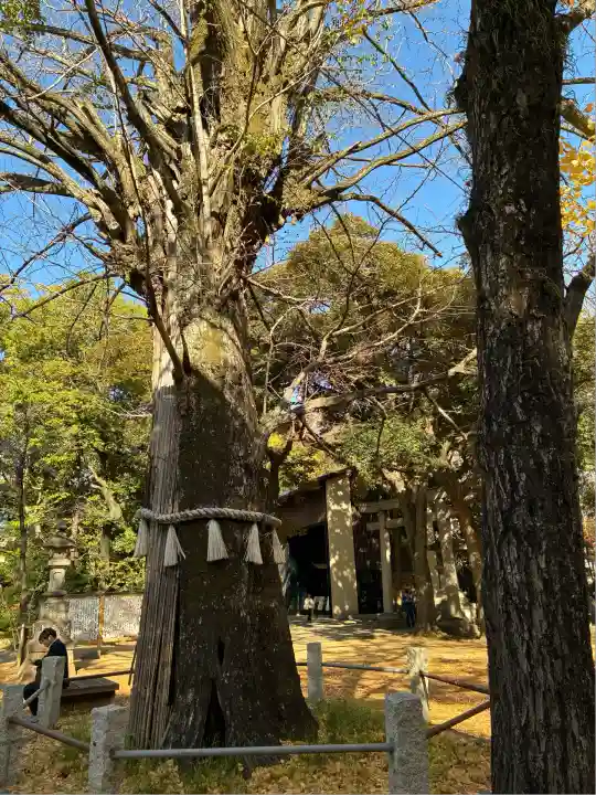 赤坂氷川神社(東京都)