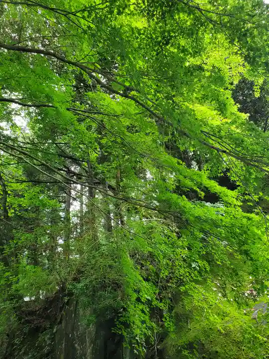 九十九神社の自然