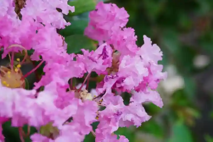 大松禅寺(京都府)