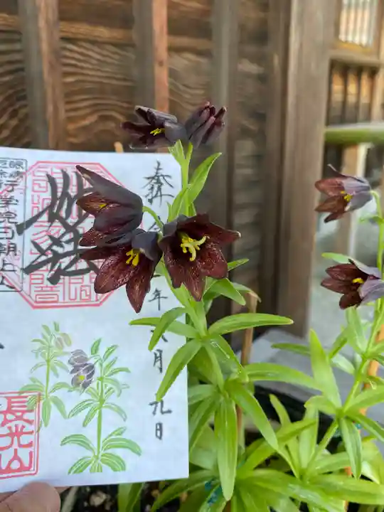 妙蓮寺の御朱印