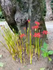 鷲宮神社の自然