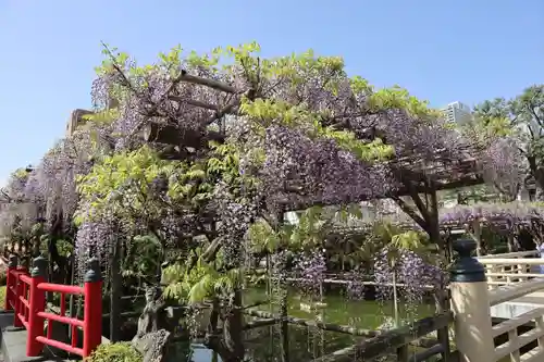 亀戸天神社(東京都)