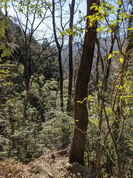 琴平神社の自然