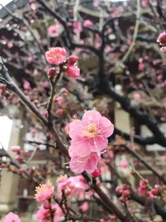 諏訪神社(東京都)