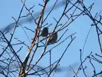 留辺蘂神社の動物