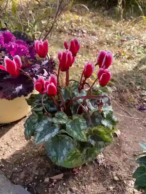 櫻井子安神社(千葉県)