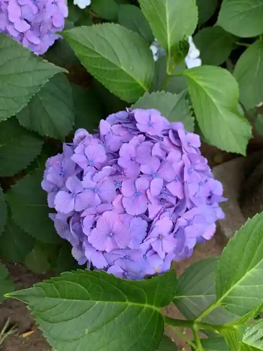 滝野川八幡神社(東京都)