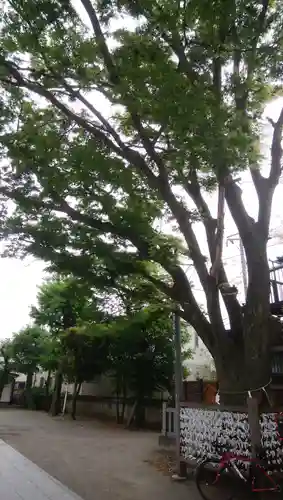 日枝神社のおみくじ