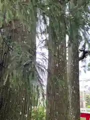 須山浅間神社(静岡県)