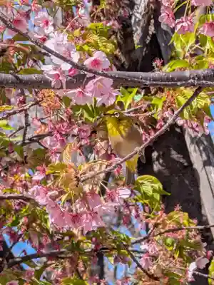 鳩森八幡神社(東京都)