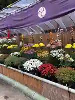 薦神社のお祭り