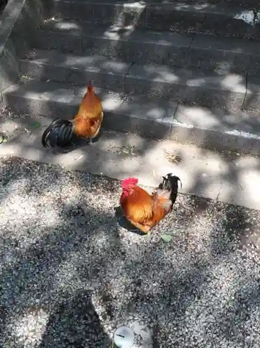 谷保天満宮の動物