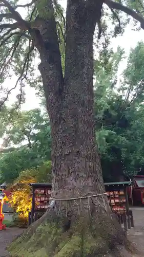 冠稲荷神社の自然