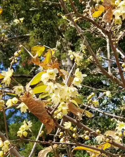 沙沙貴神社の自然