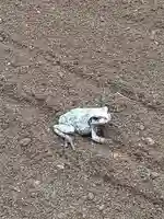 伏木香取神社の動物