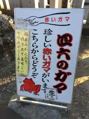 筑波山といえば四六のガマ