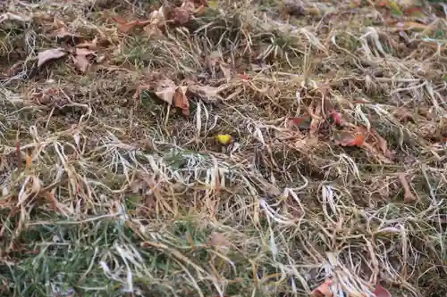 三春大神宮の自然