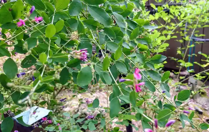 阿邪訶根神社の自然