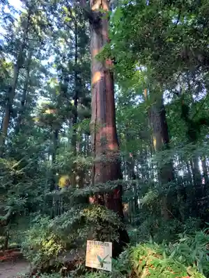 熊野神社の自然