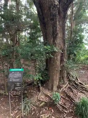 愛宕花園神社の自然