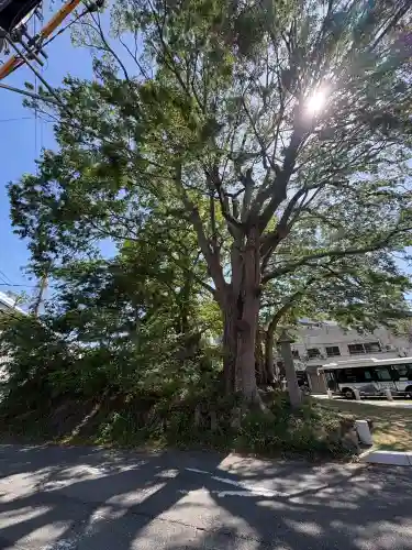 三嶋大社(静岡県)