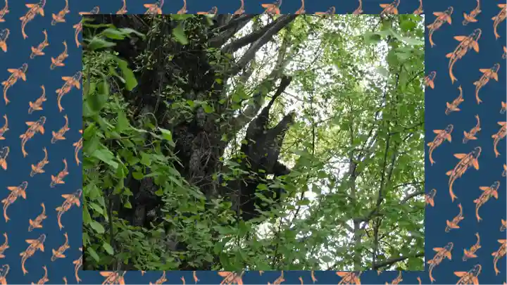 飛木稲荷神社(東京都)