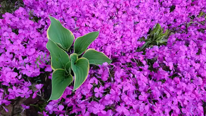 寿量山 速成寺の自然