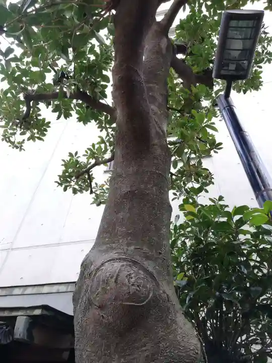 荏原金刀比羅神社の自然