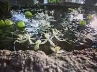 立志神社の手水舎