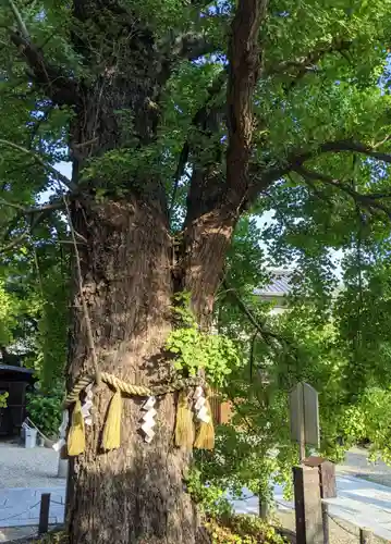 白山神社の自然