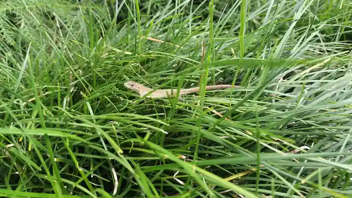 芳賀天満宮(栃木県)