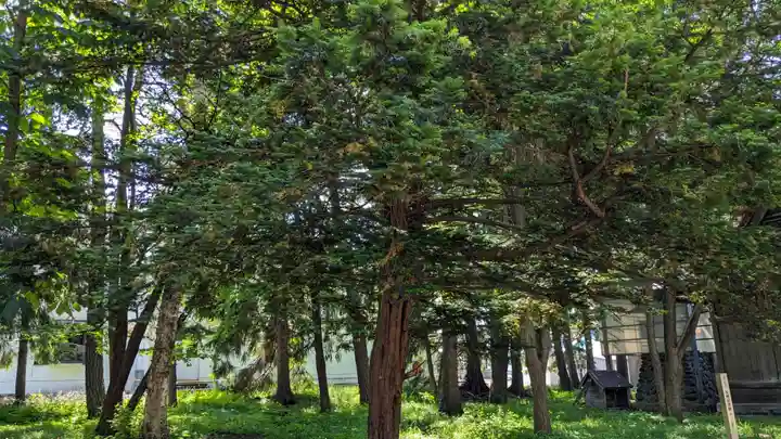 東川神社の自然
