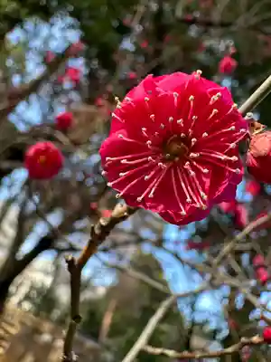 布多天神社(東京都)