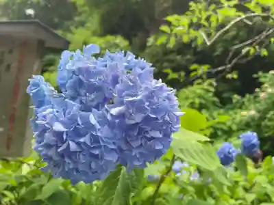 明月院(神奈川県)