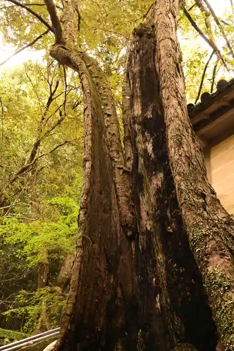 柞原八幡宮(大分県)