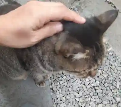 鷲神社(東京都)
