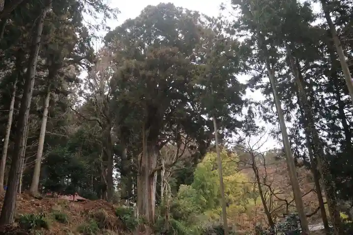 川辺八幡神社の自然