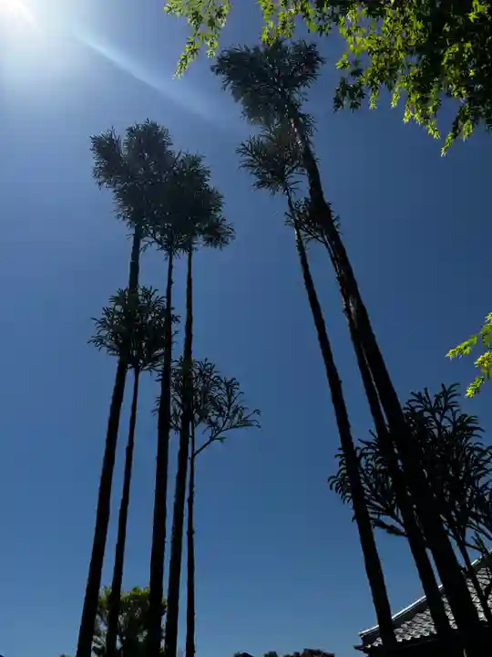 大雲寺(京都府)