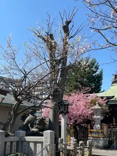 新宿下落合氷川神社の自然