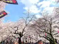 武蔵一宮氷川神社の自然