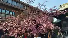 桜神宮(東京都)