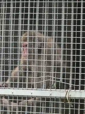 日吉大社(滋賀県)