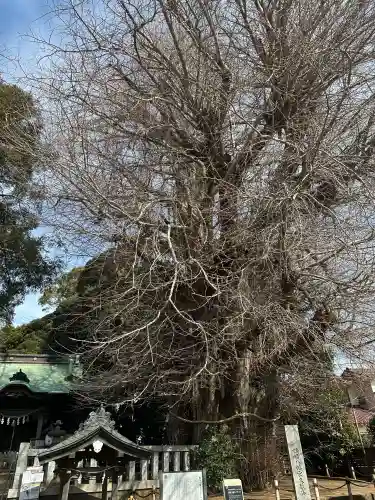鶴嶺八幡宮の{uncategorized: "未分類", other: "その他", undefined: "問題あり", building: "その他建物", grave: "お墓", sacred_gate: "鳥居", guardian: "狛犬", statue: "像", buddha: "仏像", history: "歴史", nature: "自然", garden: "庭園", animal: "動物", pagoda: "塔", temizu: "手水舎", mountain_gate: "山門・神門", sanctuary: "本殿・本堂", subordinate: "末社・摂社", art: "芸術", scenery: "景色", jizo: "地蔵", ema: "絵馬", goshuin: "御朱印", omikuji: "おみくじ", items: "授与品その他", amulet: "お守り", goshuincho: "御朱印帳", eats: "食事", festival: "お祭り", votive_dance: "神楽", shichigosan: "七五三参", wedding: "結婚式", experience: "体験その他", initially: "初詣", around: "周辺", anti_infection: "感染症対策"}