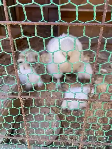 高屋敷稲荷神社(福島県)