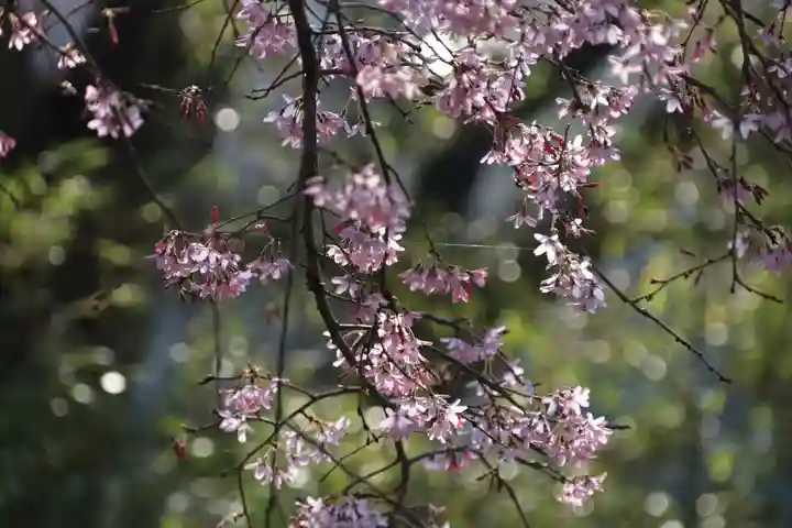 阿久津「田村神社」(郡山市阿久津町)旧社名:伊豆箱根三嶋三社の庭園