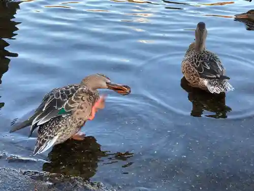 東本願寺本廟 牛久浄苑（牛久大仏）(茨城県)