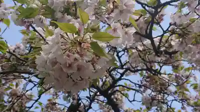 妙櫻寺(東京都)