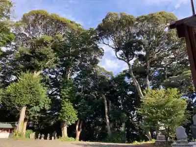 佐波波地祇神社の自然