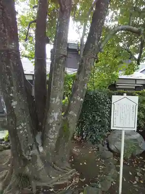 大善院(東京都)